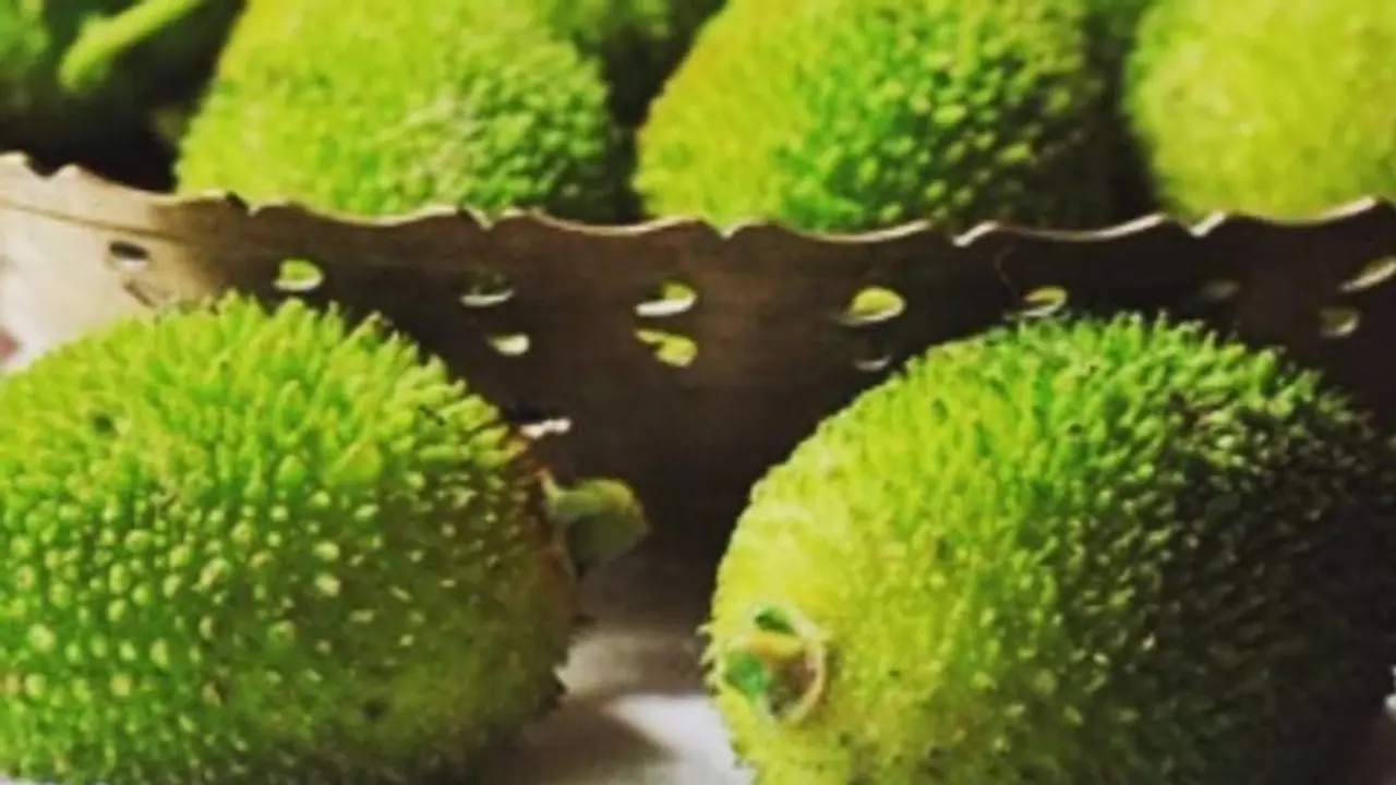 Health Benefits of Kantola: From Heart Health to Skin Vitality, discover this nutrient packed vegetable Health Benefits of Kantola: From Heart Health to Skin Vitality, discover this nutrient packed vegetable