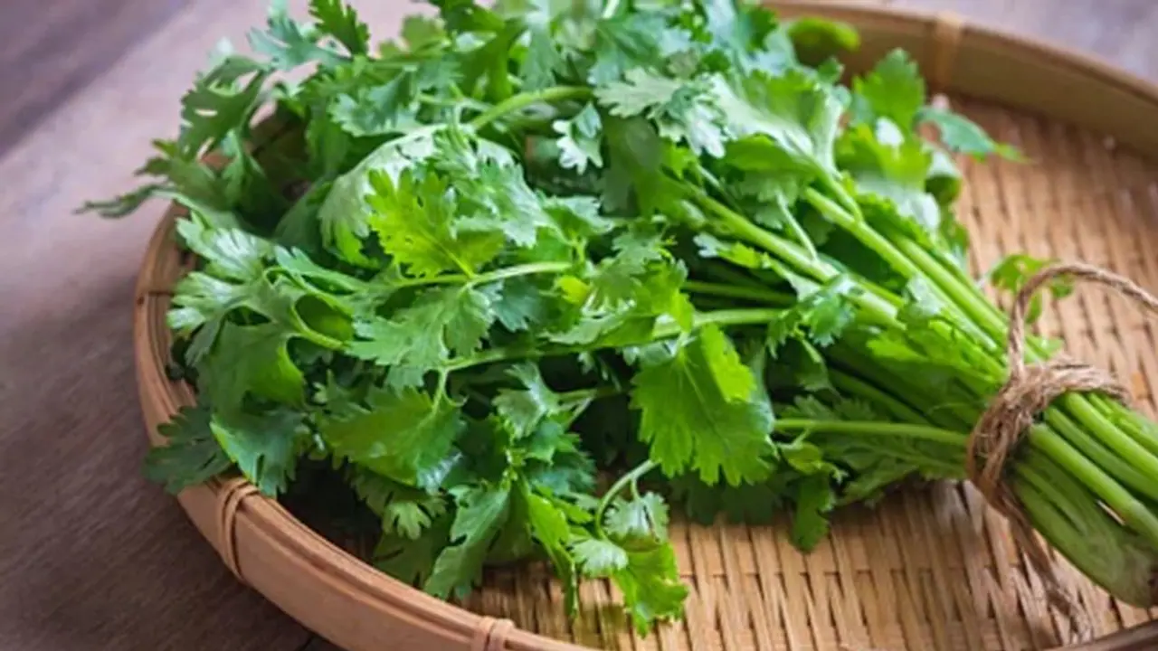 മല്ലിയില ഇഷ്ടമല്ലേ? കഴിച്ചോളൂ കെട്ടോ... ഗുണങ്ങള് പലതാണ്... മല്ലിയില ഇഷ്ടമല്ലേ? കഴിച്ചോളൂ കെട്ടോ... ഗുണങ്ങള് പലതാണ്...