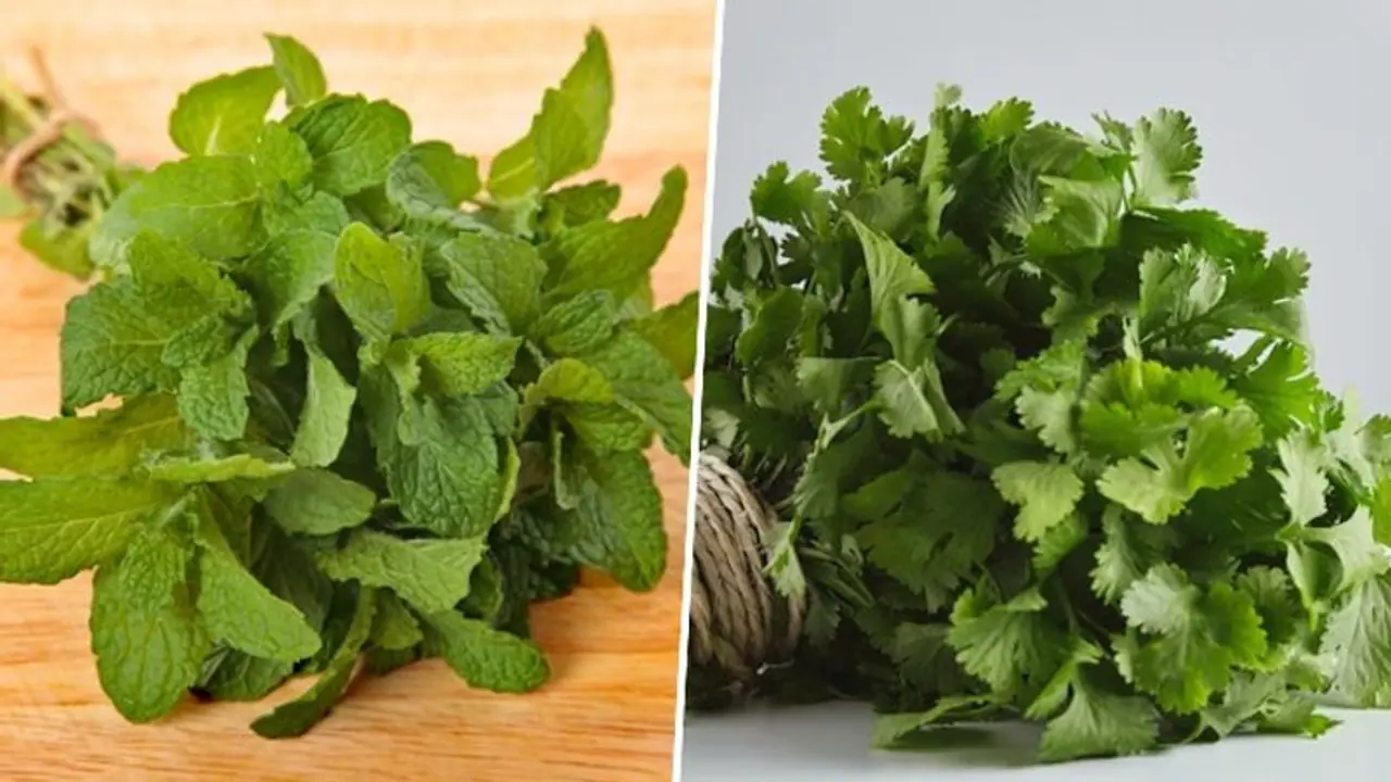 Mint Vs Coriander: Which one is healthier and know their nutrition facts Mint Vs Coriander: Which one is healthier and know their nutrition facts