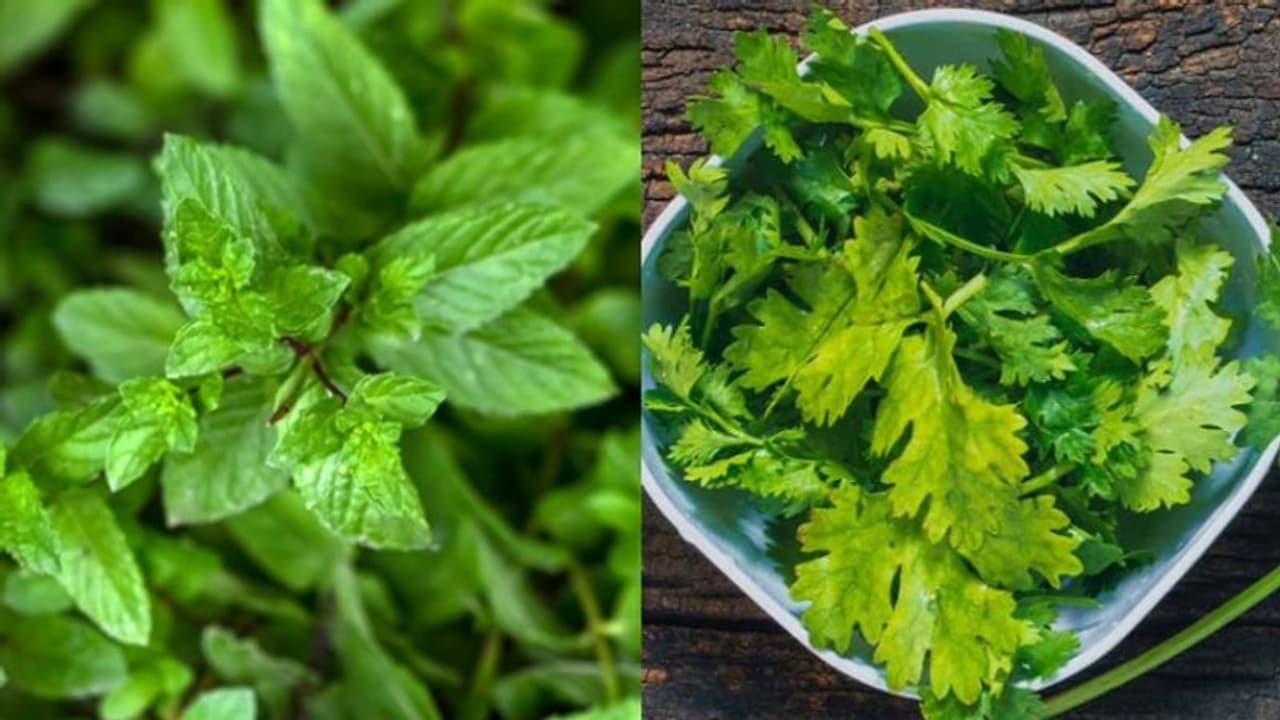 പുതിനയിലയോ മല്ലിയിലയോ ? ഏതാണ് കൂടുതൽ നല്ലത്? പുതിനയിലയോ മല്ലിയിലയോ ? ഏതാണ് കൂടുതൽ നല്ലത്?