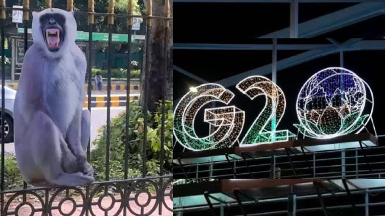 ಜಿ20 ಸಭೆಗೆ ಮಂಗಗಳ ಹಾವಳಿ: ಕಪಿಗಳ ಸಮಾಧಾನಿಸಲು ಅವುಗಳದ್ದೇ ಕಟೌಟ್‌ ಹಾಕಿದ ಸರ್ಕಾರ!