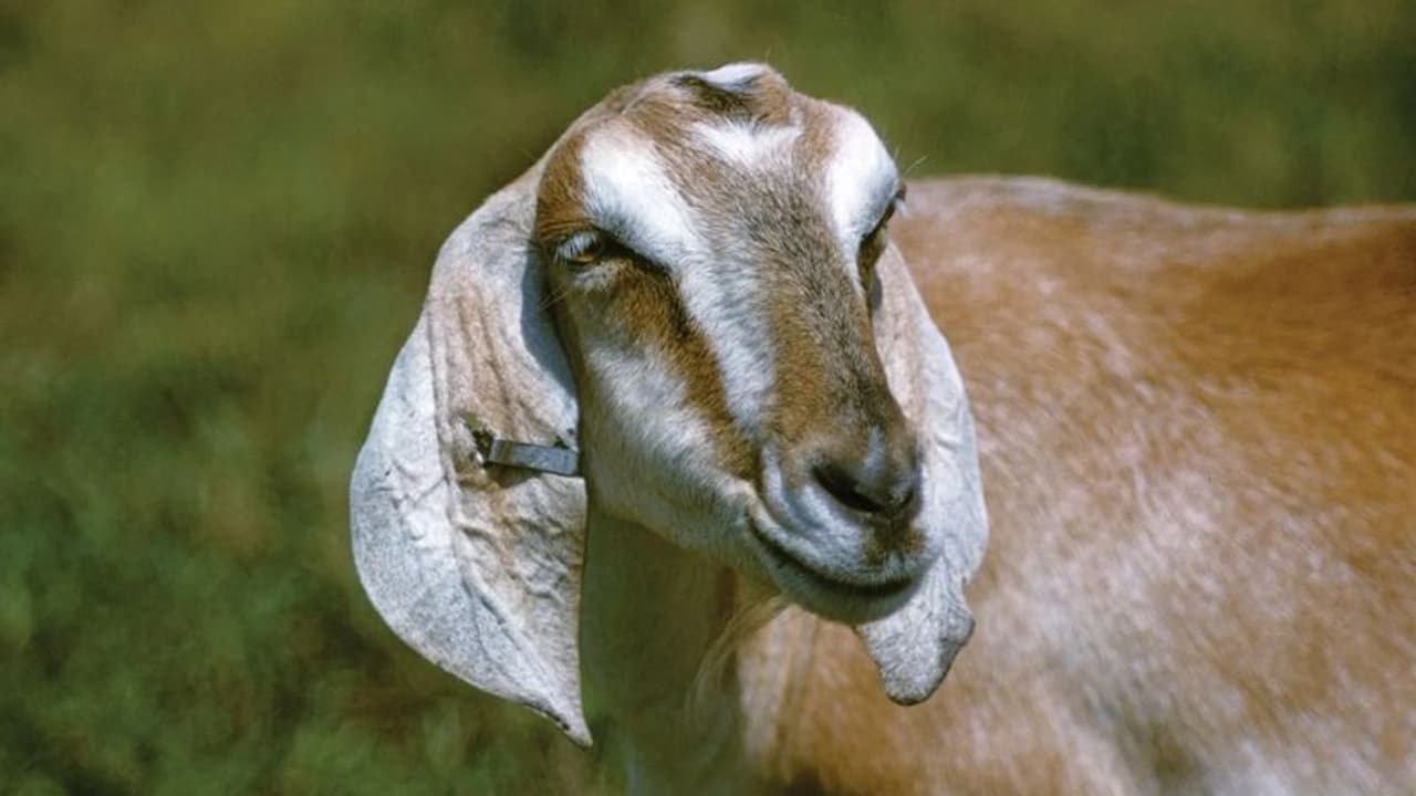 అమానుషం.. మేకను ఎత్తుకెళ్లారని ఇద్దరు యువకులను కొట్టి, తలకిందులుగా వేలాడదీసిన యజమానులు.. కింద పొగ పెట్టి..