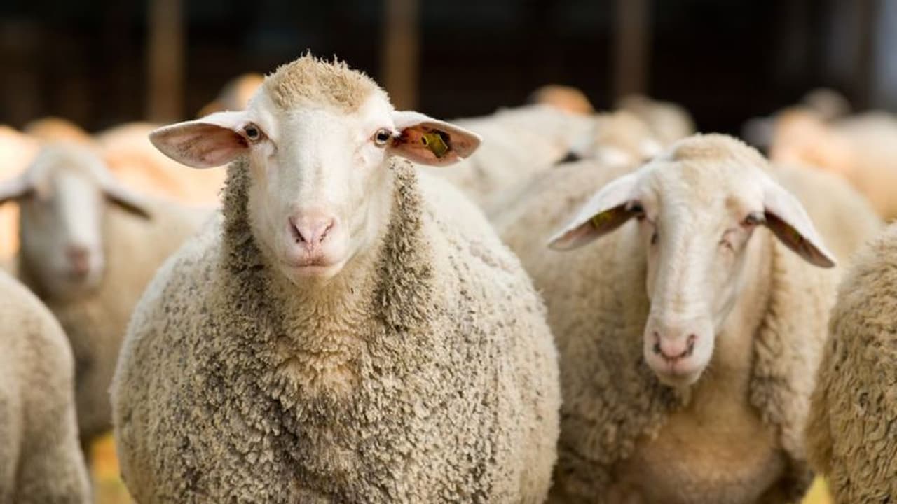 இந்த நாட்டில் செம்மறி ஆடுகள் மீது 'Axe Body Spray' தெளிக்கிறாங்க.. காரணம் தெரிஞ்ச ஷாக் ஆவிங்க!!