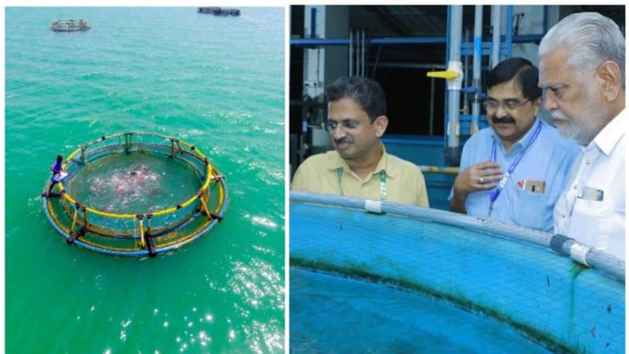 ലക്ഷക്കണക്കിന് മീൻകുഞ്ഞുങ്ങൾ ഒരു കൂടിൽ; കൂടുമത്സ്യകൃഷി ആഴക്കടലിലേക്ക് വ്യാപിപ്പിക്കണം കേന്ദ്ര ഫിഷറീസ് മന്ത്രി