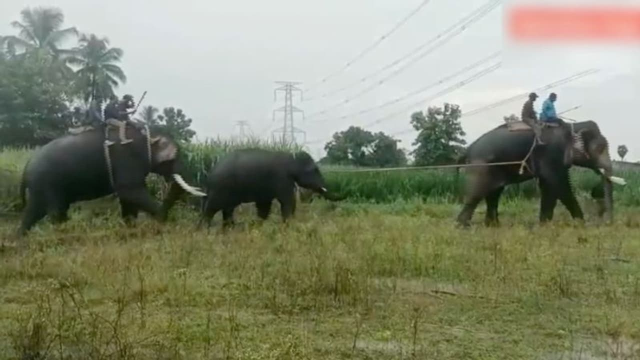 ഗ്രാമീണരേയും കാലികളേയും കൊന്ന് ഒറ്റയാന്, 30 മണിക്കൂര് നീണ്ട പ്രയത്നത്തില് ഒടുവില് പിടിയിലായി ഗ്രാമീണരേയും കാലികളേയും കൊന്ന് ഒറ്റയാന്, 30 മണിക്കൂര് നീണ്ട പ്രയത്നത്തില് ഒടുവില് പിടിയിലായി