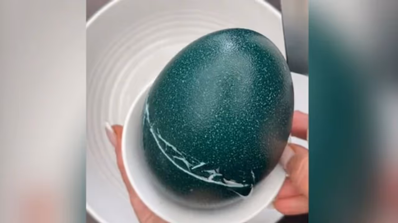 ഒരു കുടുംബത്തിന് മുഴുവൻ കഴിക്കാൻ ഈയൊരു മുട്ട മതിയല്ലോ! ഒരു കുടുംബത്തിന് മുഴുവൻ കഴിക്കാൻ ഈയൊരു മുട്ട മതിയല്ലോ!