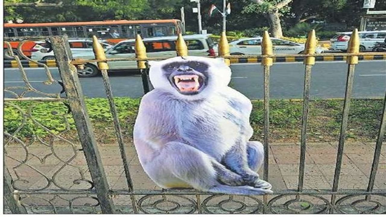 ஜி20 மாநாட்டுக்கு வரும் உலக தலைவர்கள்: குரங்குகள் அட்டூழியத்தை கட்டுப்படுத்த டெல்லியில் நூதன திட்டம்!