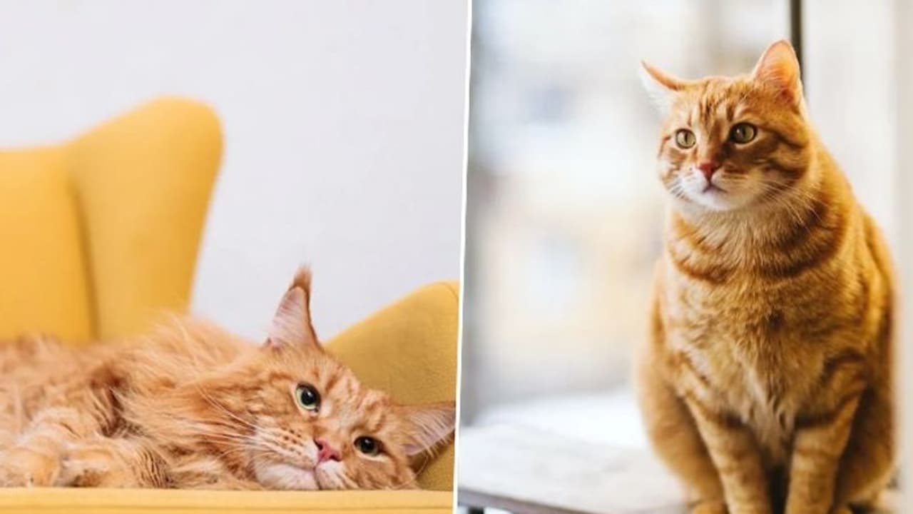 Ginger Cat Appreciation Day 2023: Honoring the vibrant world of Orange feline companions