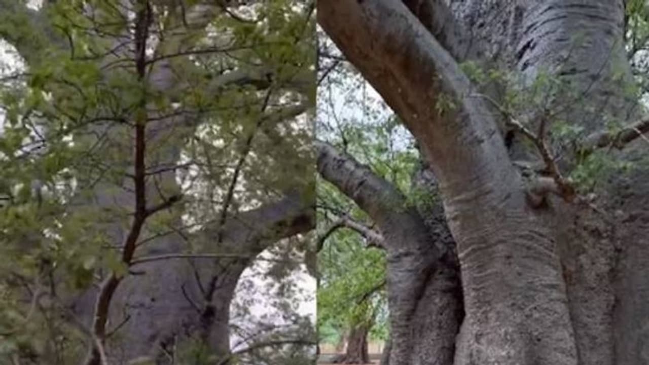 700 വർഷം പഴക്കം, ഉള്ളിൽ നിറയെ വെള്ളം, ആനയ്ക്കിഷ്ടപ്പെട്ട ഈ മരം ഏതെന്നറിയുമോ? 700 വർഷം പഴക്കം, ഉള്ളിൽ നിറയെ വെള്ളം, ആനയ്ക്കിഷ്ടപ്പെട്ട ഈ മരം ഏതെന്നറിയുമോ?