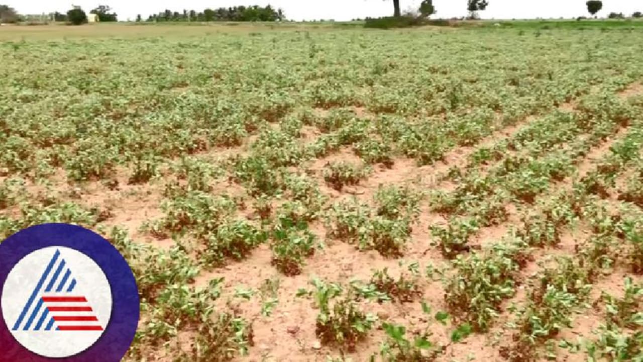 ಕೇಂದ್ರ ಬರ ಅಧ್ಯಯನ ತಂಡದಿಂದ ಬರ ಪರಿಸ್ಥಿತಿ ಪರಿಶೀಲನೆ ಕೇಂದ್ರ ಬರ ಅಧ್ಯಯನ ತಂಡದಿಂದ ಬರ ಪರಿಸ್ಥಿತಿ ಪರಿಶೀಲನೆ