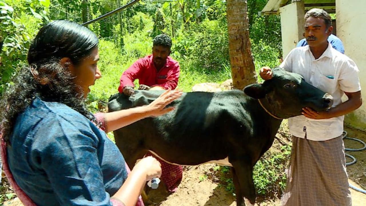 ഒരാഴ്ചയ്ക്കിടെ കൊന്നത് 2 വളര്‍ത്തു നായ, 2 പശു, നൂറോളം കോഴികള്‍... ബത്തേരിയില്‍ കടുവയുടെ പരാക്രമം, പ്രതിസന്ധി