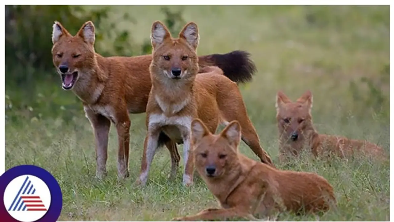 Astonishing encounter: Villagers stunned by rare sighting of Asiatic Wild Dog (Dhole) pack in Theerthahalli