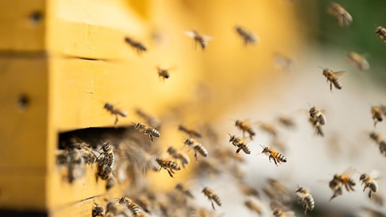 ട്രക്കിൽ കൊണ്ടുവന്ന തേനീച്ചക്കൂടുകൾ തുറന്നു; പ്രദേശത്ത് സംഘര്ഷം സൃഷ്ടിച്ച് 5 ദശലക്ഷം തേനീച്ചകള് ! ട്രക്കിൽ കൊണ്ടുവന്ന തേനീച്ചക്കൂടുകൾ തുറന്നു; പ്രദേശത്ത് സംഘര്ഷം സൃഷ്ടിച്ച് 5 ദശലക്ഷം തേനീച്ചകള് !