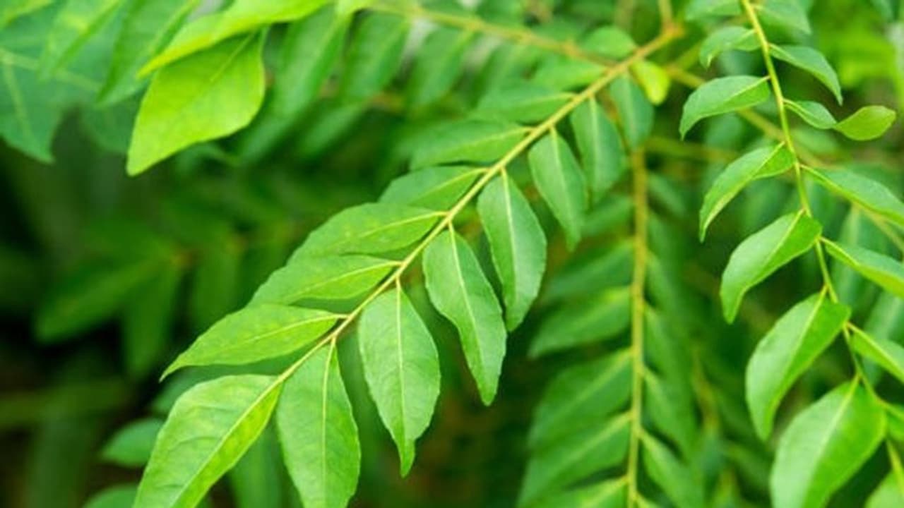Skin Care: 5 benefits of Curry Leaves in amplifying softness