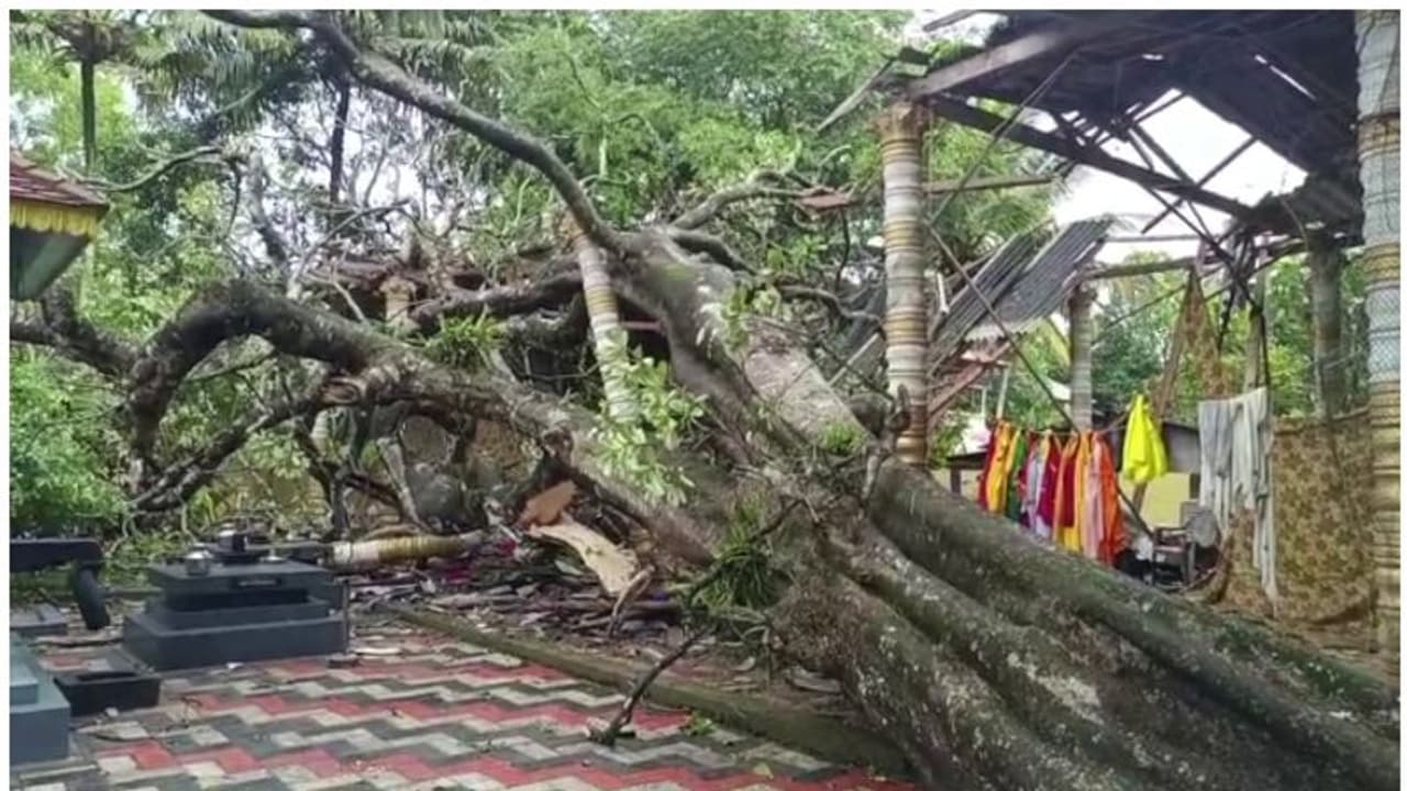 ശക്തമായ കാറ്റിലും മഴയിലും പാലമരം വീണു; ക്ഷേത്രത്തിൻ്റെ സപ്താഹപ്പന്തൽ തകർന്നു, ഒഴിവായത് വൻ ദുരന്തം