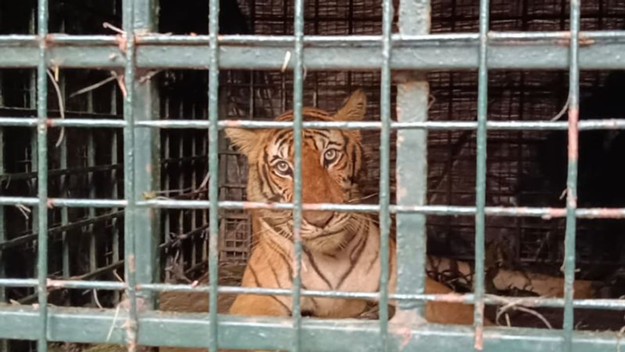 ബത്തേരിയെ വലച്ച കടുവ കോഴി ഫാമിന് സമീപത്തെ കെണിയിൽ കുടുങ്ങി, കൂട്ടിലായത് 12 വയസുള്ള പരിക്കേറ്റ പെൺകടുവ ബത്തേരിയെ വലച്ച കടുവ കോഴി ഫാമിന് സമീപത്തെ കെണിയിൽ കുടുങ്ങി, കൂട്ടിലായത് 12 വയസുള്ള പരിക്കേറ്റ പെൺകടുവ