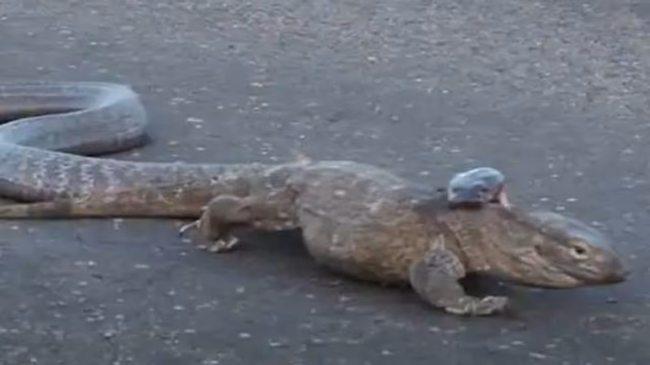 ഉടുമ്പും രാജവെമ്പാലയും തമ്മിൽ ഏറ്റുമുട്ടിയാൽ ആരു ജയിക്കും? ഊഹിക്കാമോ? വൈറലായി വീഡിയോ ഉടുമ്പും രാജവെമ്പാലയും തമ്മിൽ ഏറ്റുമുട്ടിയാൽ ആരു ജയിക്കും? ഊഹിക്കാമോ? വൈറലായി വീഡിയോ