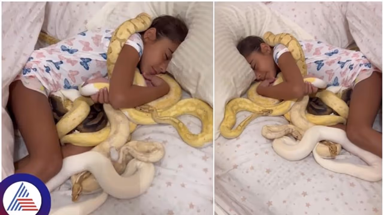 ಜೀವಂತ ಹಾವುಗಳನ್ನು ಗೊಂಬೆಗಳಂತೆ ತಬ್ಬಿ ಮಲಗಿದ ಬಾಲಕಿ: ಇವಳೇನು ಹಾವು ರಾಣಿಯೇ? ಜೀವಂತ ಹಾವುಗಳನ್ನು ಗೊಂಬೆಗಳಂತೆ ತಬ್ಬಿ ಮಲಗಿದ ಬಾಲಕಿ: ಇವಳೇನು ಹಾವು ರಾಣಿಯೇ?