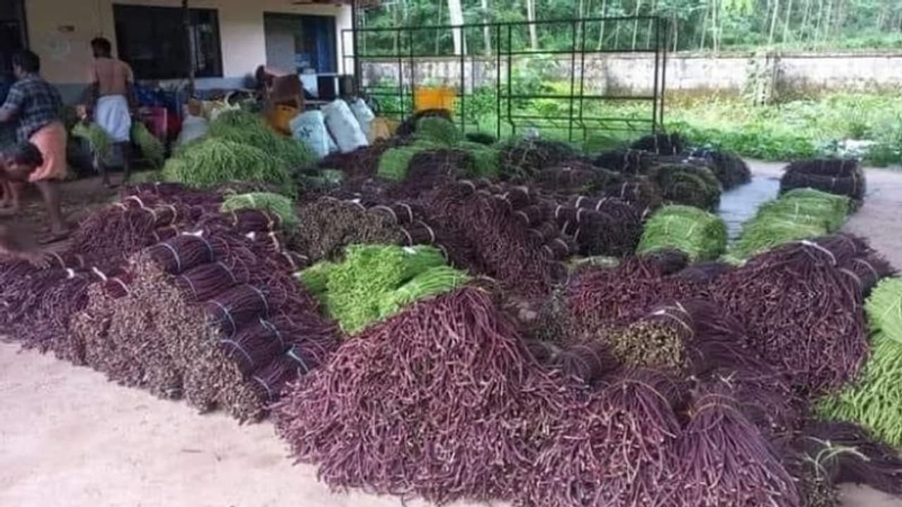 20 രൂപയ്ക്ക് പയര്‍, വന്‍ ലാഭത്തില്‍ പയര്‍ വാങ്ങാന്‍ തിക്കും തിരക്കും, കളപ്പാറയിലെത്തിയ കച്ചവടക്കാര്‍ക്ക് നിരാശ