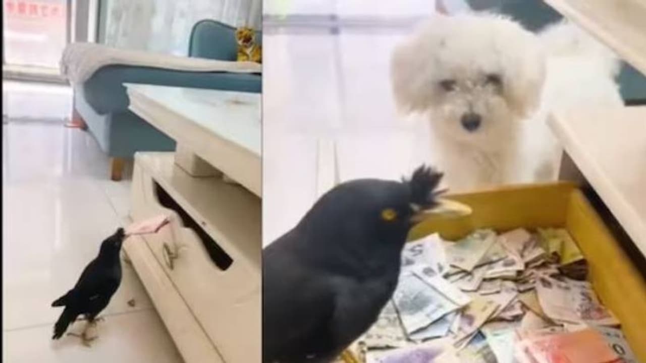 ഇങ്ങനെയൊരു പക്ഷി വീട്ടിലുണ്ടെങ്കിൽ ഉടമയ്ക്ക് ജോലിക്ക് പോകണ്ട, പണം മോഷ്ടിച്ചു കൊണ്ടുവരും ഇങ്ങനെയൊരു പക്ഷി വീട്ടിലുണ്ടെങ്കിൽ ഉടമയ്ക്ക് ജോലിക്ക് പോകണ്ട, പണം മോഷ്ടിച്ചു കൊണ്ടുവരും