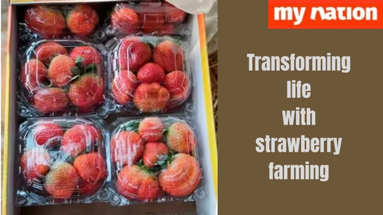 How did Satyendra Verma change his life by becoming a strawberry farmer? 