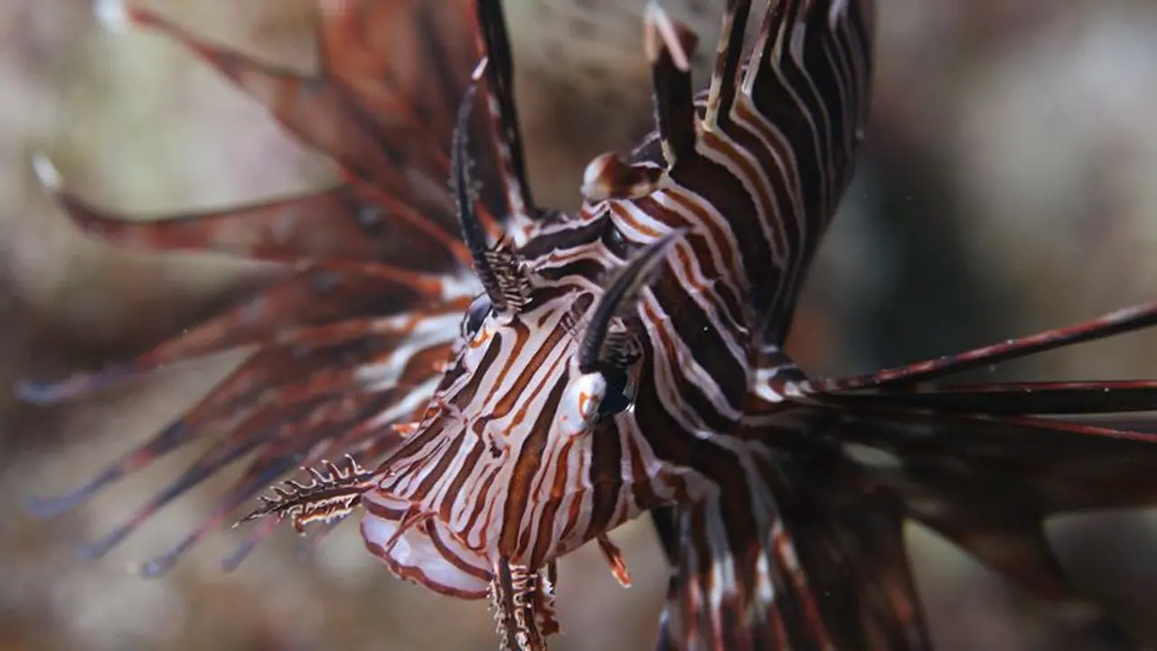 Shocking! 37,000 alien species identified, costs humans over $400 billion per year: Report Shocking! 37,000 alien species identified, costs humans over $400 billion per year: Report