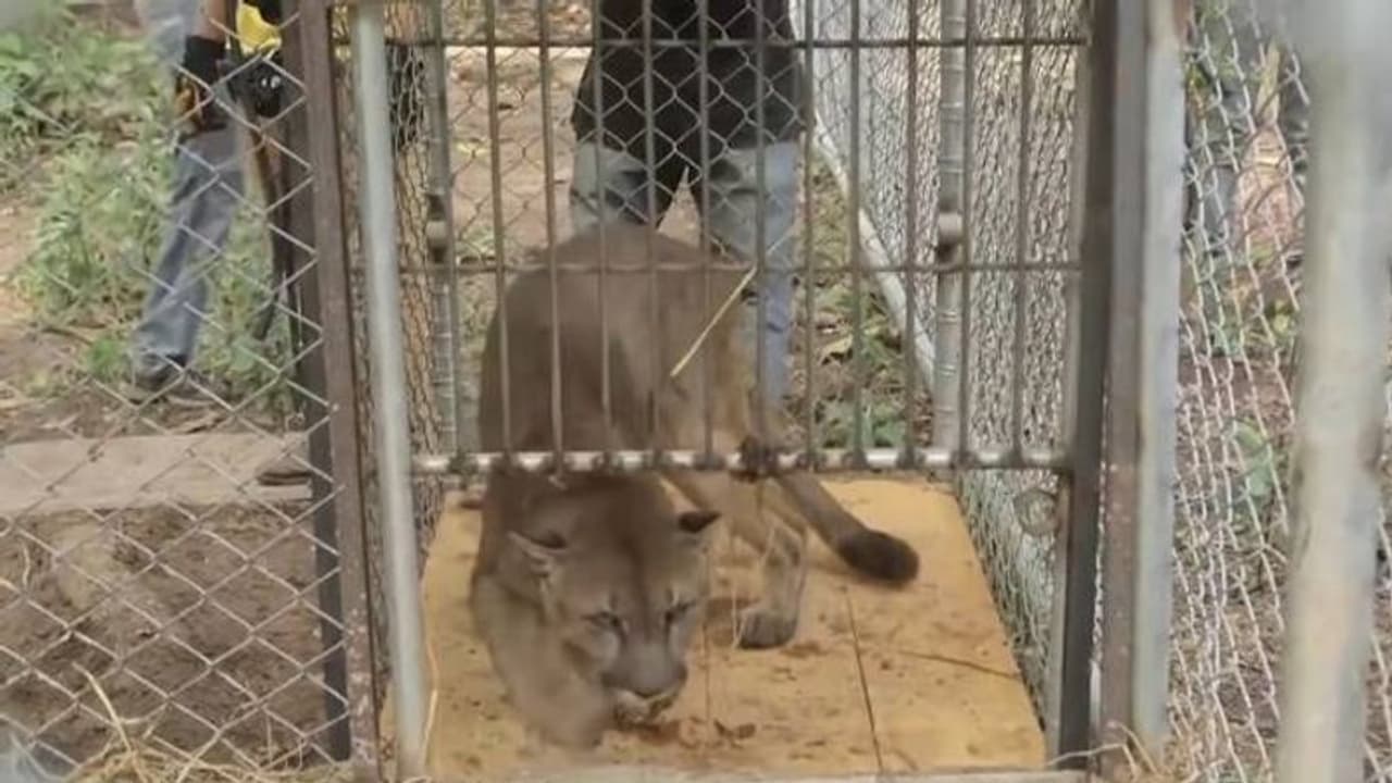 20 വർഷങ്ങളുടെ ദുരിതജീവിതം, ചങ്ങലയിൽ നിന്നും മുഫാസ മോചിപ്പിക്കപ്പെട്ടതിങ്ങനെ