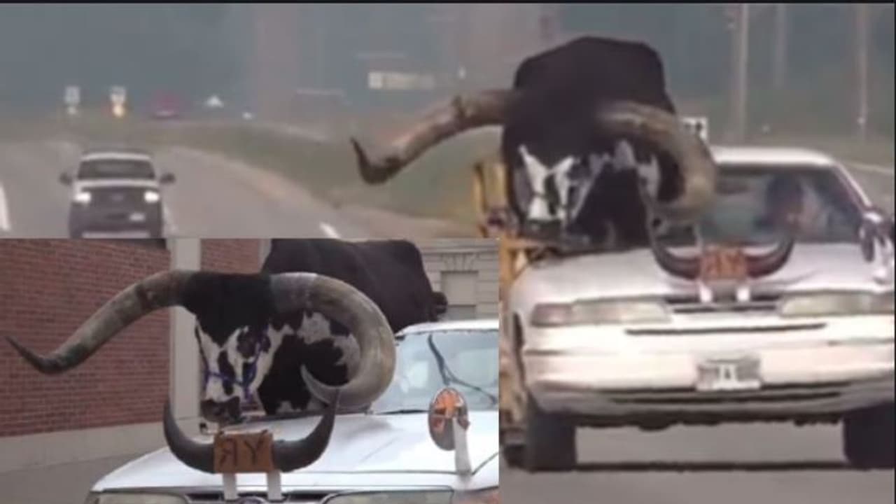 ದೈತ್ಯ ಗೂಳಿಯೊಂದಿಗೆ ಕಾರು ಚಾಲಕನ ನಗರ ಪ್ರದಕ್ಷಿಣೆ: ಪೊಲೀಸರಿಗೆ ದೂರು ನೀಡಿದ ಜನ: ವೀಡಿಯೋ ದೈತ್ಯ ಗೂಳಿಯೊಂದಿಗೆ ಕಾರು ಚಾಲಕನ ನಗರ ಪ್ರದಕ್ಷಿಣೆ: ಪೊಲೀಸರಿಗೆ ದೂರು ನೀಡಿದ ಜನ: ವೀಡಿಯೋ