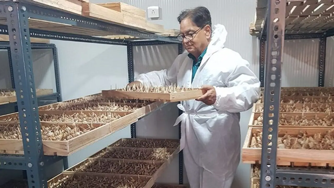 Here’s how 64 year old Ramesh Gera grows saffron in closed rooms and earns in lakhs