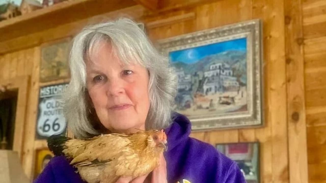 Viral Video: लग्जरी लाइफ जीती है ये 'बुजुर्ग मुर्गी', नखरे ऐसे की सन्न रह जाएंगे आप 