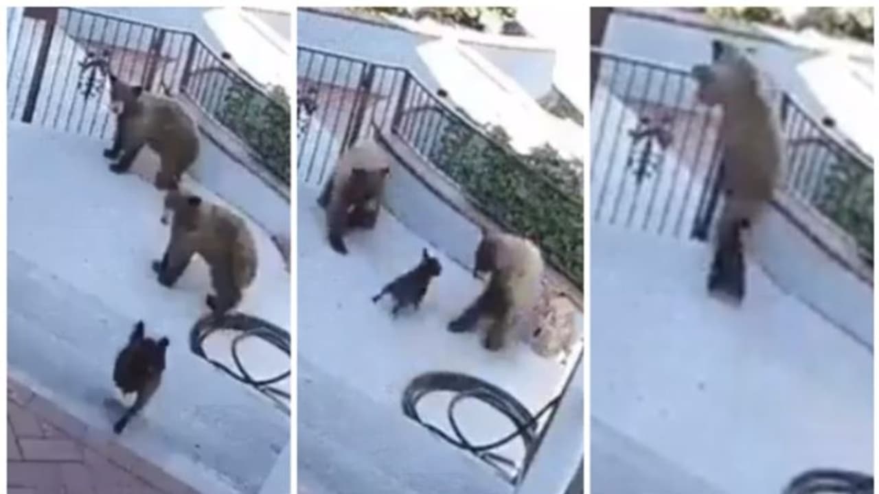 കുഞ്ഞന് നായയുടെ കുര പേടിച്ച് ഗേറ്റ് ചാടി മറിഞ്ഞ് ഓടുന്ന രണ്ട് മുട്ടന്കരടികളുടെ സിസിടിവി ദൃശ്യങ്ങള് വൈറല്! കുഞ്ഞന് നായയുടെ കുര പേടിച്ച് ഗേറ്റ് ചാടി മറിഞ്ഞ് ഓടുന്ന രണ്ട് മുട്ടന്കരടികളുടെ സിസിടിവി ദൃശ്യങ്ങള് വൈറല്!