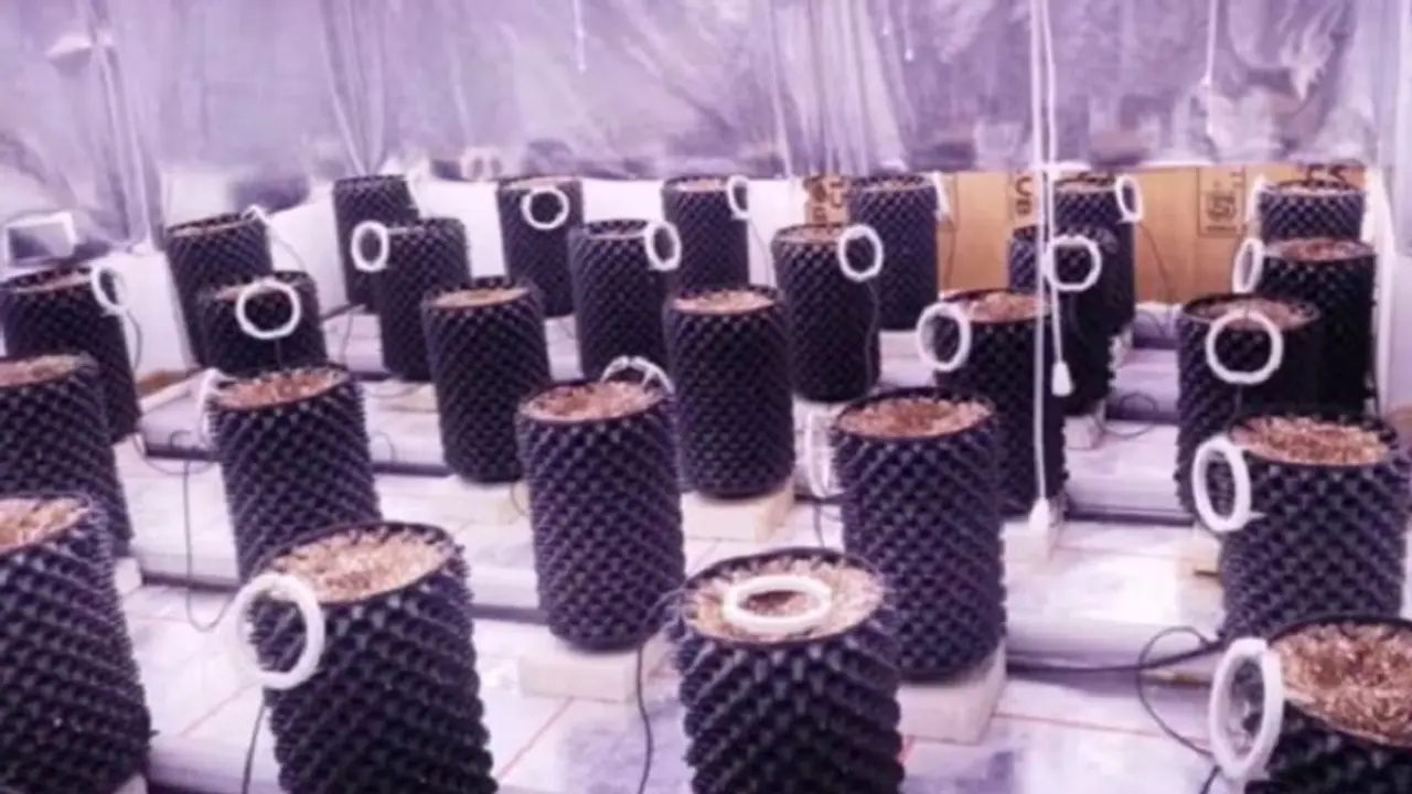 फ्लैट में हाई टेक ग्रीन हाउस लगाकर चल रही थी गांजे की खेती, इस तरह हुआ चौंकाने वाले मामले का खुलासा फ्लैट में हाई टेक ग्रीन हाउस लगाकर चल रही थी गांजे की खेती, इस तरह हुआ चौंकाने वाले मामले का खुलासा