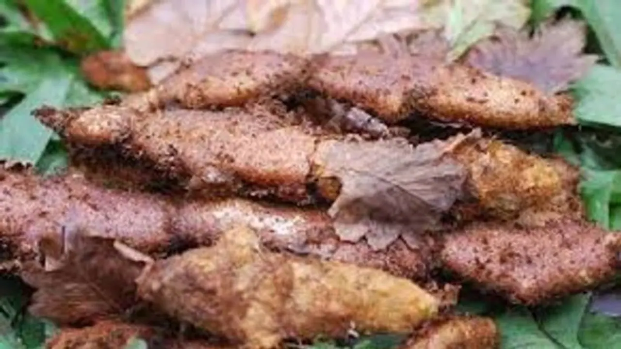 'முடவாட்டுக்கால் கிழங்கு' சூப் குடிங்க.. மூட்டு வலி, முடக்கு வாதத்திற்கு குட் பை சொல்லுங்க..!! 'முடவாட்டுக்கால் கிழங்கு' சூப் குடிங்க.. மூட்டு வலி, முடக்கு வாதத்திற்கு குட் பை சொல்லுங்க..!!