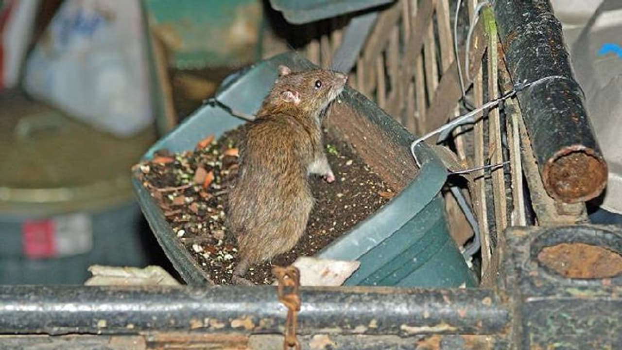 എലികളെ കൊണ്ട് പൊറുതിമുട്ടി ന്യൂയോർക്ക് നഗരം, ഒടുവിൽ ടൂറിസ്റ്റുകളുമായി രാത്രിയിൽ 'റാറ്റ് ടൂർ' എലികളെ കൊണ്ട് പൊറുതിമുട്ടി ന്യൂയോർക്ക് നഗരം, ഒടുവിൽ ടൂറിസ്റ്റുകളുമായി രാത്രിയിൽ 'റാറ്റ് ടൂർ'