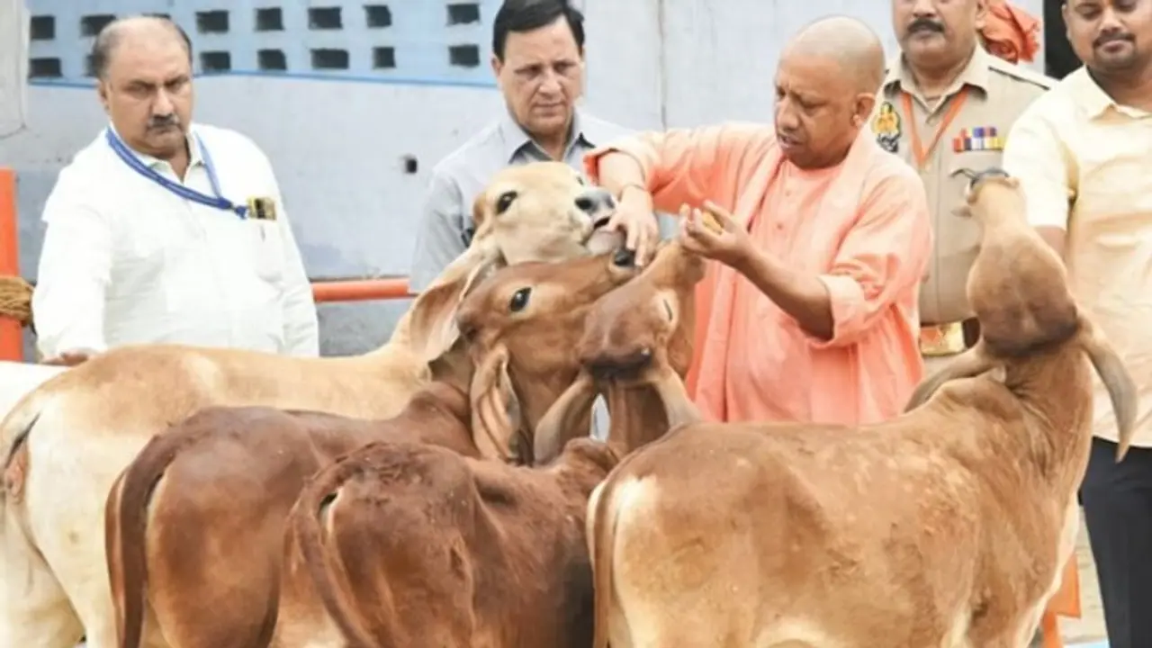यूपी: हर घर में बनने वाली पहली रोटी चोकर गाय को चलेगी मुहिम, गोवंश को गोद लेने का अभियान भी यूपी: हर घर में बनने वाली पहली रोटी चोकर गाय को चलेगी मुहिम, गोवंश को गोद लेने का अभियान भी