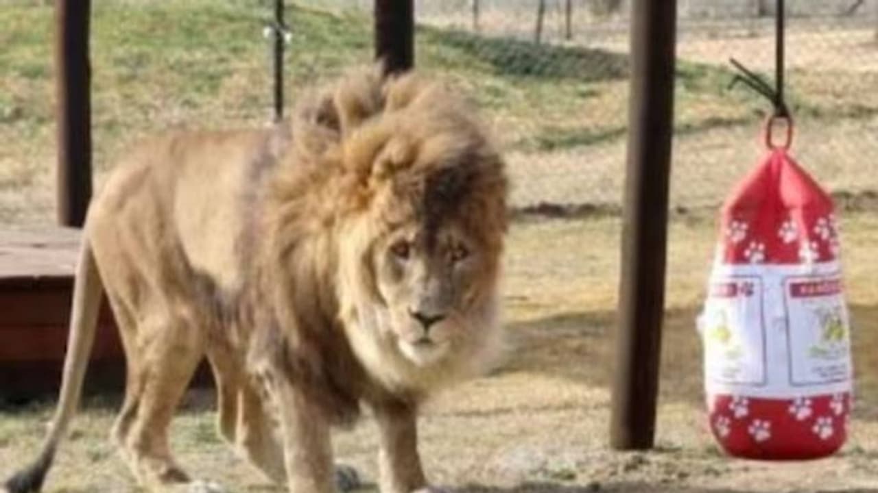 ലോകത്തിലെ ഏറ്റവും ഏകാകിയായ സിംഹം, അഞ്ചുവർഷത്തെ ദുരിതജീവിതത്തിന് ശേഷം അവന് മോചനം ലോകത്തിലെ ഏറ്റവും ഏകാകിയായ സിംഹം, അഞ്ചുവർഷത്തെ ദുരിതജീവിതത്തിന് ശേഷം അവന് മോചനം