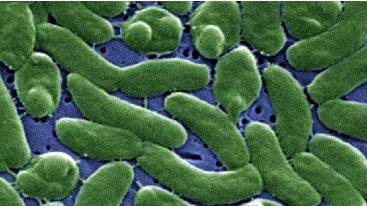 What is Vibrio Vulnificus, the rare, deadly flesh eating bacteria that US health agency has warned against? What is Vibrio Vulnificus, the rare, deadly flesh eating bacteria that US health agency has warned against?