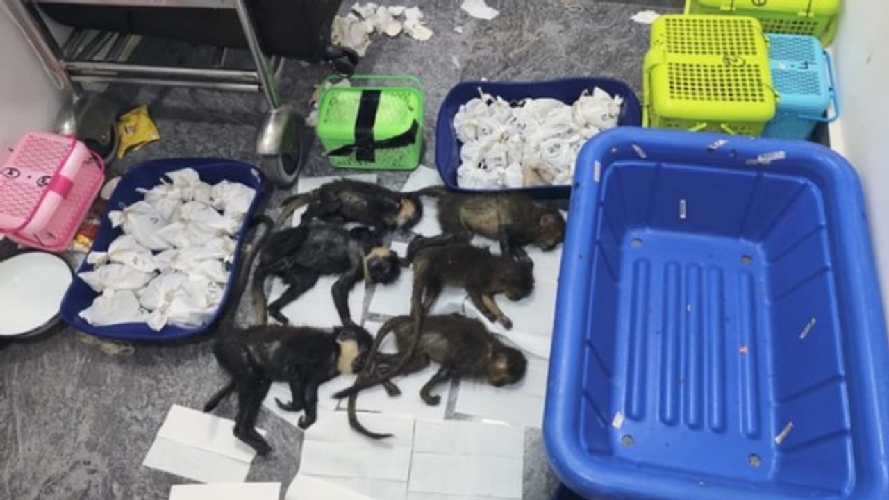 യാത്രക്കാരന്റെ പെരുമാറ്റത്തില് സംശയം, പെട്ടി തുറന്നപ്പോള് ഞെട്ടി കസ്റ്റംസ്, കരളലയിപ്പിക്കും ഈ കാഴ്ച യാത്രക്കാരന്റെ പെരുമാറ്റത്തില് സംശയം, പെട്ടി തുറന്നപ്പോള് ഞെട്ടി കസ്റ്റംസ്, കരളലയിപ്പിക്കും ഈ കാഴ്ച