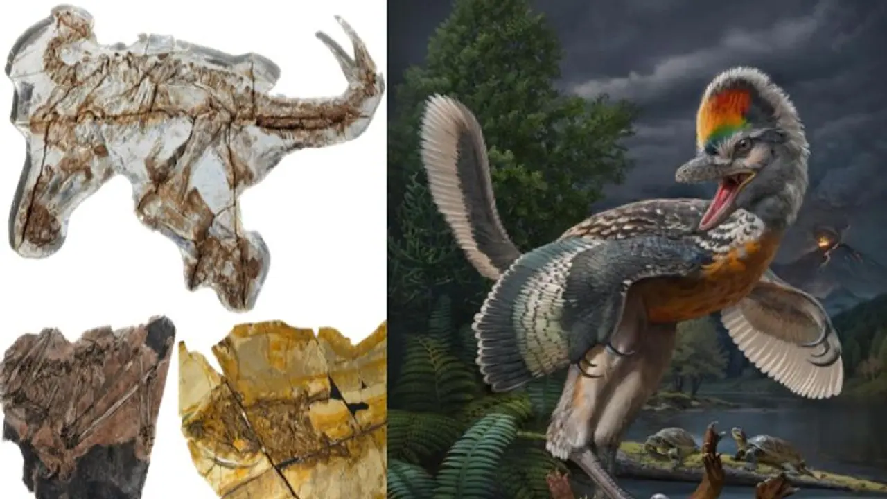 ஆச்சர்யத்தில் மூழ்கியுள்ள சீன ஆராய்ச்சியாளர்கள்.. பறவை போல இருக்கும் டைனோசர்? புதைபடிவம் கண்டுபிடிப்பு!