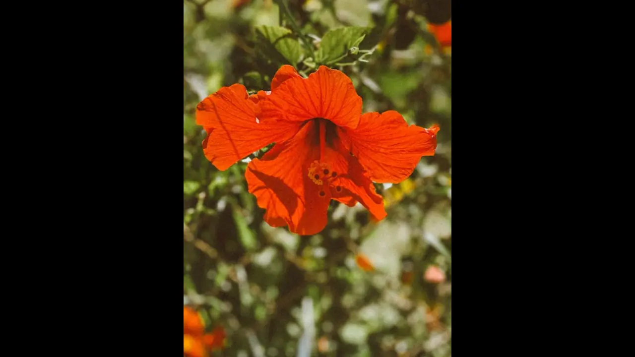 ದಾಸವಾಳದ ಗಿಡವನ್ನು ಮನೆಯ ಈ ದಿಕ್ಕಿನಲ್ಲಿ ನೆಡಿ, ವ್ಯಾಪಾರದಲ್ಲಿ ಯಶಸ್ಸು ಪಕ್ಕಾ ದಾಸವಾಳದ ಗಿಡವನ್ನು ಮನೆಯ ಈ ದಿಕ್ಕಿನಲ್ಲಿ ನೆಡಿ, ವ್ಯಾಪಾರದಲ್ಲಿ ಯಶಸ್ಸು ಪಕ್ಕಾ