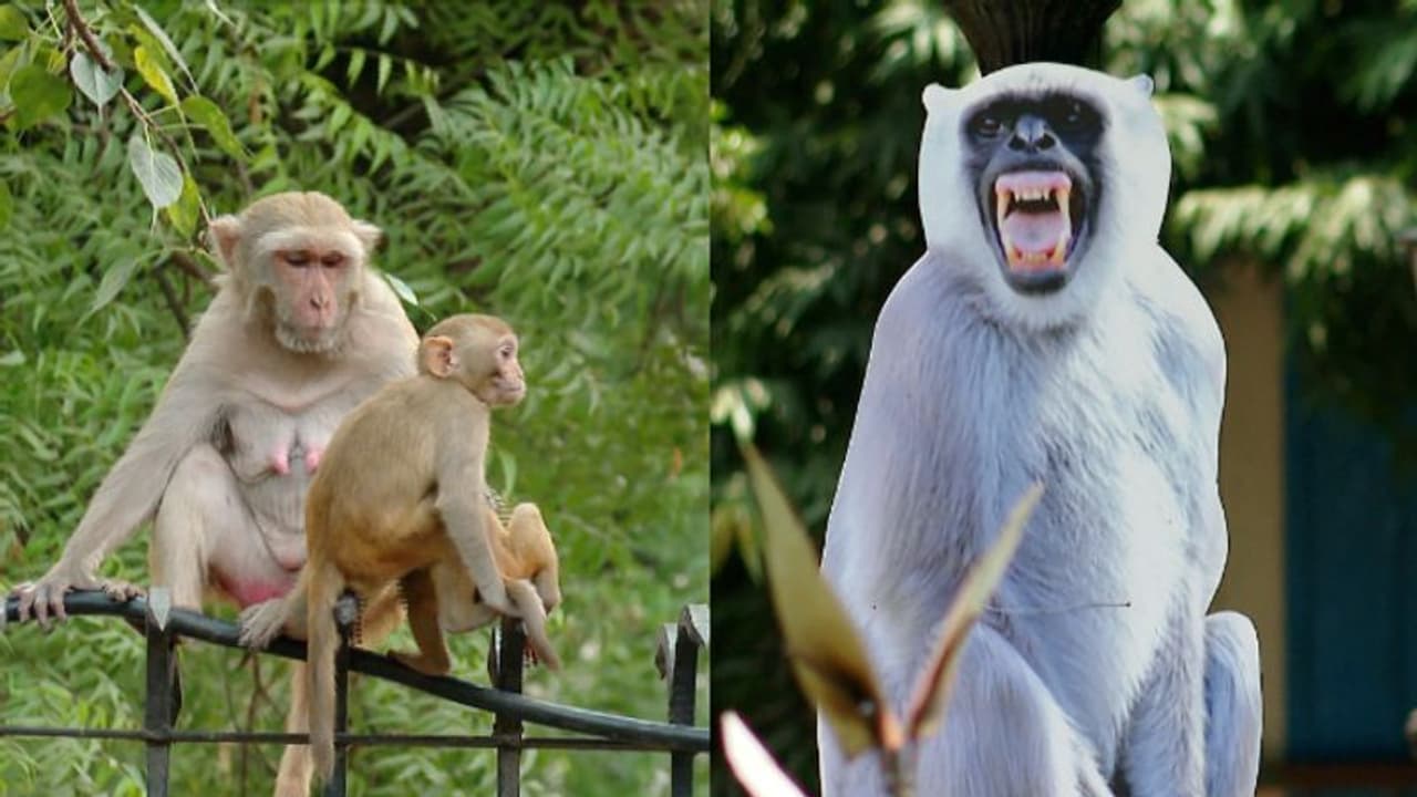 കുരങ്ങന്മാർ ജി 20 ഉച്ചകോടി വേദികളിലെത്താതിരിക്കാൻ ഹനുമാൻ കുരങ്ങിന്റെ കട്ടൗട്ടുമായി സംഘാടകർ കുരങ്ങന്മാർ ജി 20 ഉച്ചകോടി വേദികളിലെത്താതിരിക്കാൻ ഹനുമാൻ കുരങ്ങിന്റെ കട്ടൗട്ടുമായി സംഘാടകർ