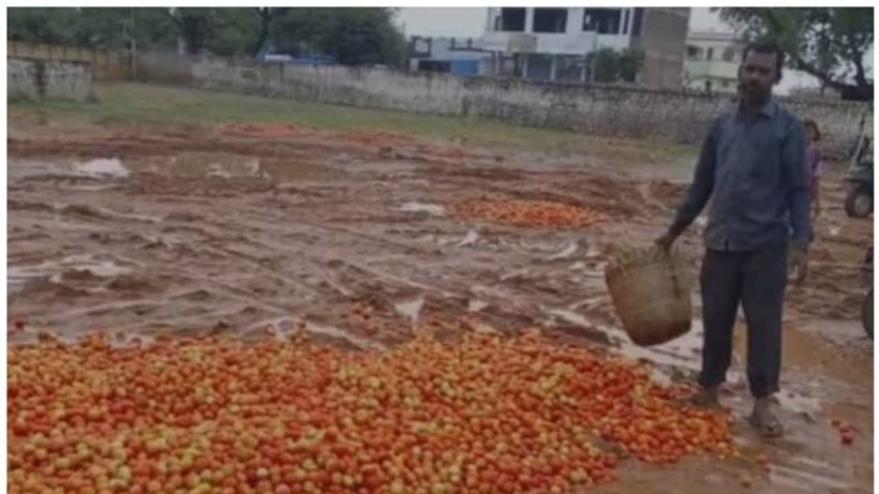 രണ്ട് മാസം മുമ്പ് 200 രൂപയെങ്കില് ഇന്ന് മൂന്ന് രൂപ പോലും കിട്ടുന്നില്ല; തക്കാളിയെ റോഡില് ഉപേക്ഷിച്ച് കര്ഷകർ രണ്ട് മാസം മുമ്പ് 200 രൂപയെങ്കില് ഇന്ന് മൂന്ന് രൂപ പോലും കിട്ടുന്നില്ല; തക്കാളിയെ റോഡില് ഉപേക്ഷിച്ച് കര്ഷകർ