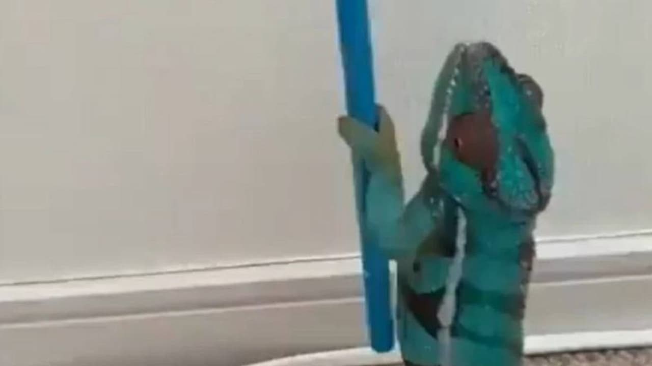 பச்சோந்தி ஏன் தனது நிறத்தை மாற்றுகிறது? இந்த வீடியோவை பாருங்க...