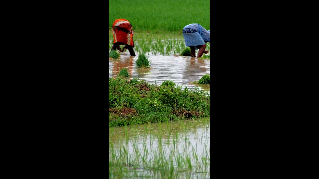 ಭಾರೀ ಮಳೆಯಿಂದ ಈ ವರ್ಷ ಕೃಷಿ ಇಳುವರಿ ಕುಸಿತ ಭೀತಿ..!