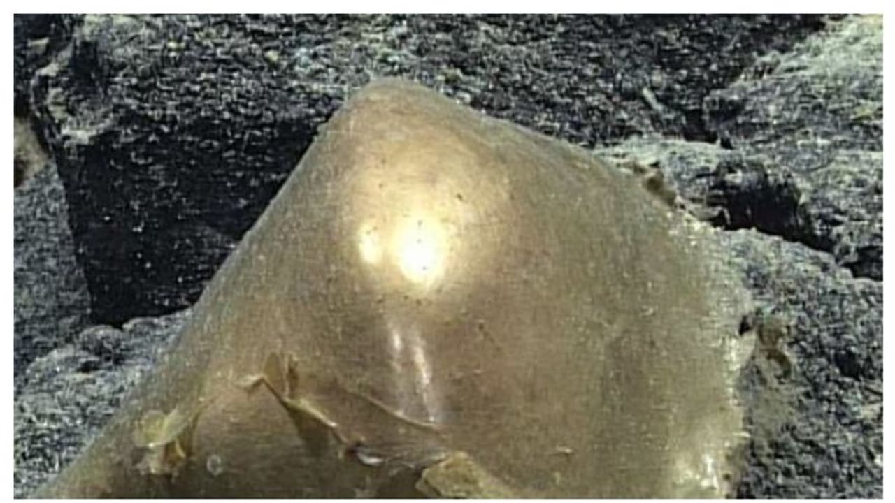 കടൽത്തീരത്ത് 'സ്വർണമുട്ട' വന്നടിഞ്ഞു, നിഗൂഢത; പിന്നിലെ രഹസ്യമറിയാൻ ഗവേഷക സംഘം! കടൽത്തീരത്ത് 'സ്വർണമുട്ട' വന്നടിഞ്ഞു, നിഗൂഢത; പിന്നിലെ രഹസ്യമറിയാൻ ഗവേഷക സംഘം!