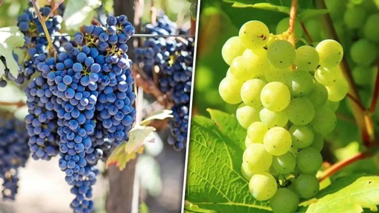 Anti aging marvel to skin hydration: 7 skin benefits of Grapes Anti aging marvel to skin hydration: 7 skin benefits of Grapes