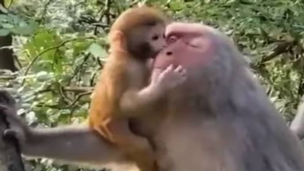 അങ്ങനെയങ്ങ് പോയാലോ? 19 സെക്കന്റ് മാത്രമുള്ള അമ്മക്കുരങ്ങിന്റെയും കുട്ടിയുടെയും വീഡിയോ, പക്ഷേ കണ്ടില്ലെങ്കിൽ...