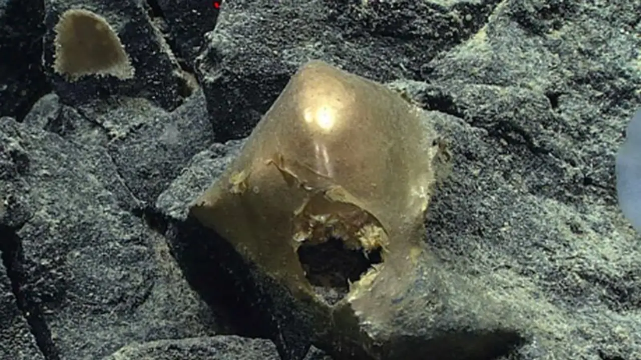Mysterious 'golden egg' discovered in Pacific Ocean off Alaska's coast puzzles scientists Mysterious 'golden egg' discovered in Pacific Ocean off Alaska's coast puzzles scientists