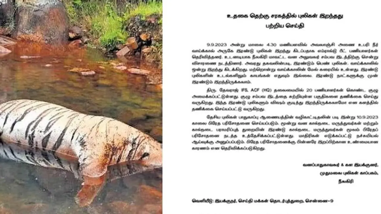 இரண்டு புலிகள் மர்மமான முறையில் இறப்பு! விஷம் வைத்து கொல்லப்பட்டதா? வனப்பாதுகாவலர் பரபரப்பு அறிக்கை..! இரண்டு புலிகள் மர்மமான முறையில் இறப்பு! விஷம் வைத்து கொல்லப்பட்டதா? வனப்பாதுகாவலர் பரபரப்பு அறிக்கை..!