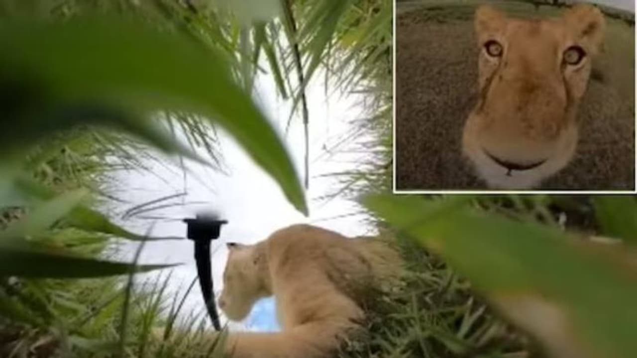 ഇങ്ങനെയൊരു വീഡിയോ നിങ്ങളൊരിക്കലും കണ്ടുകാണില്ല, സിംഹം ഗോപ്രോ ക്യാമറ മോഷ്ടിച്ചു, ദൃശ്യങ്ങൾ ഇങ്ങനെ ഇങ്ങനെയൊരു വീഡിയോ നിങ്ങളൊരിക്കലും കണ്ടുകാണില്ല, സിംഹം ഗോപ്രോ ക്യാമറ മോഷ്ടിച്ചു, ദൃശ്യങ്ങൾ ഇങ്ങനെ